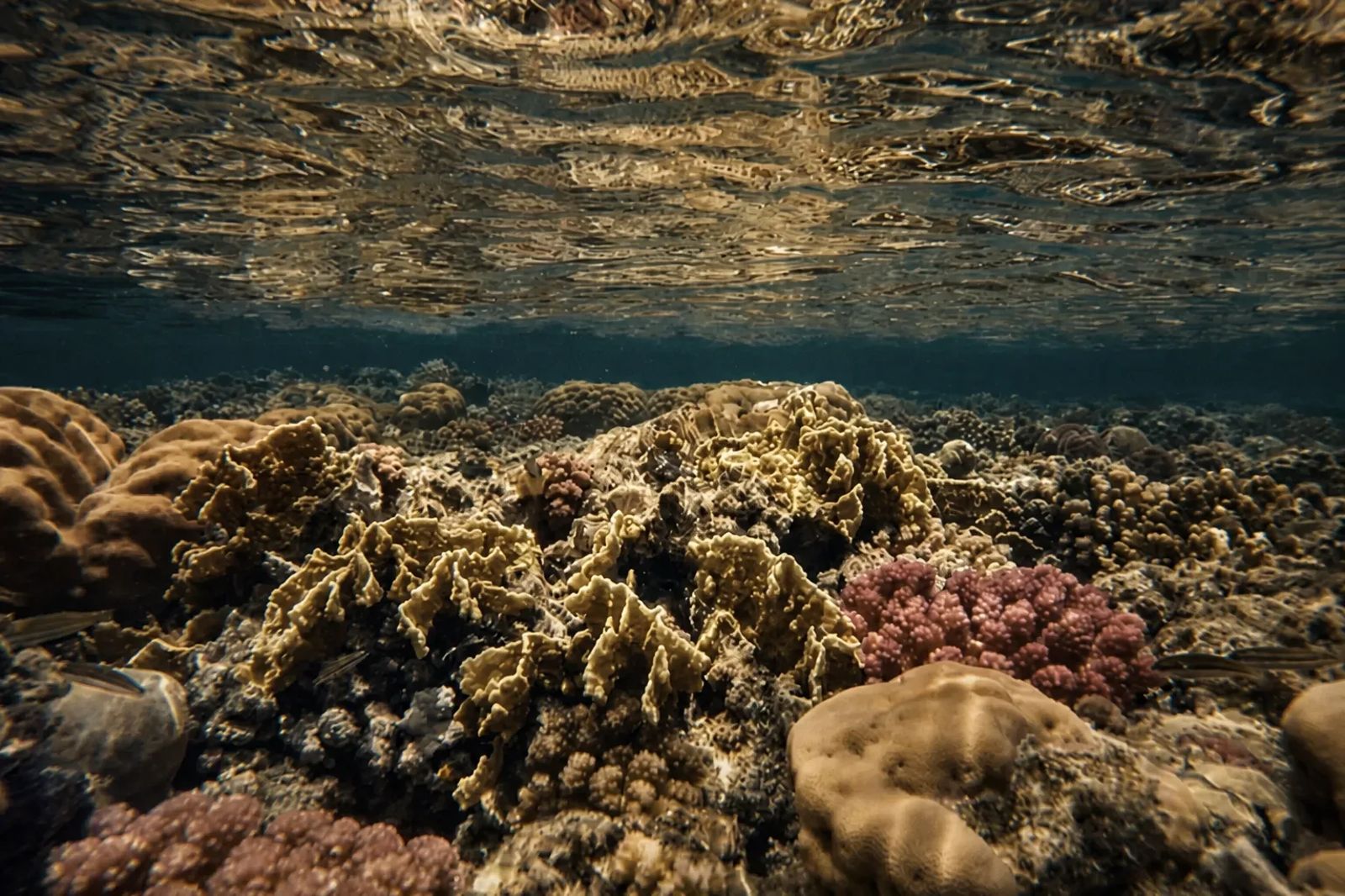 Red Sea underwater diving scene with coral reef