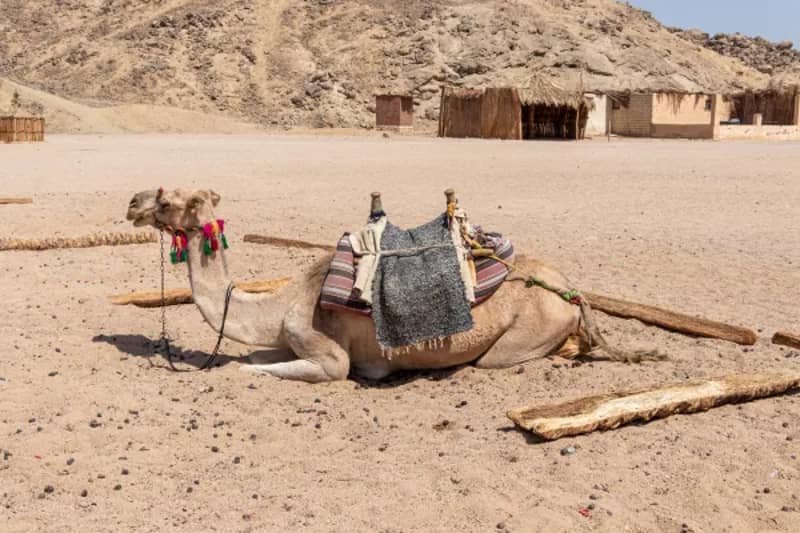 Kamel ruht in einem Beduinencamp in der Wüste am Roten Meer