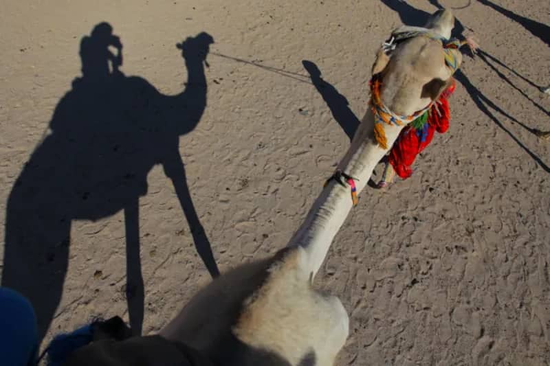 Kamel mit langen Schatten im Sand während einer Wüstensafari
