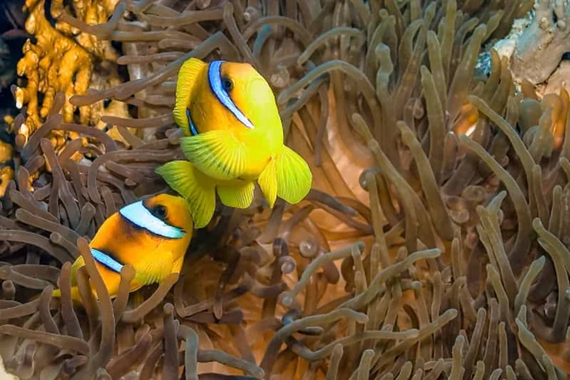 Zwei Clownfische zwischen den Tentakeln einer Seeanemone