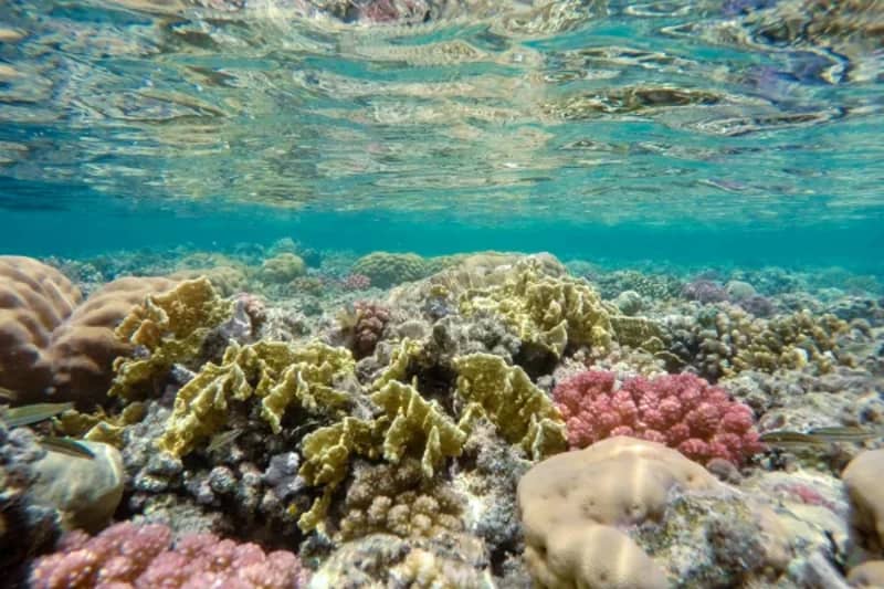 Farbenfrohes Korallenriff im flachen Wasser