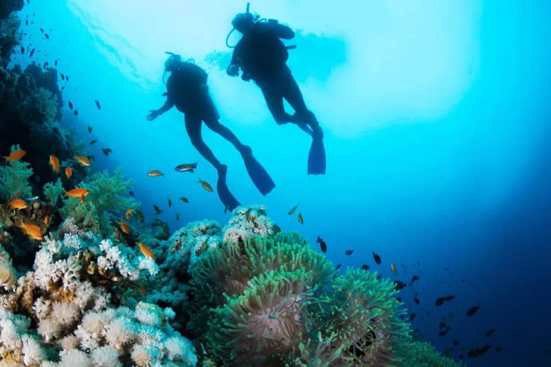 Deux plongeurs au-dessus d'un récif corallien en mer Rouge