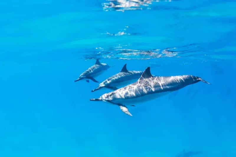 Trois dauphins dans les eaux claires de la mer Rouge