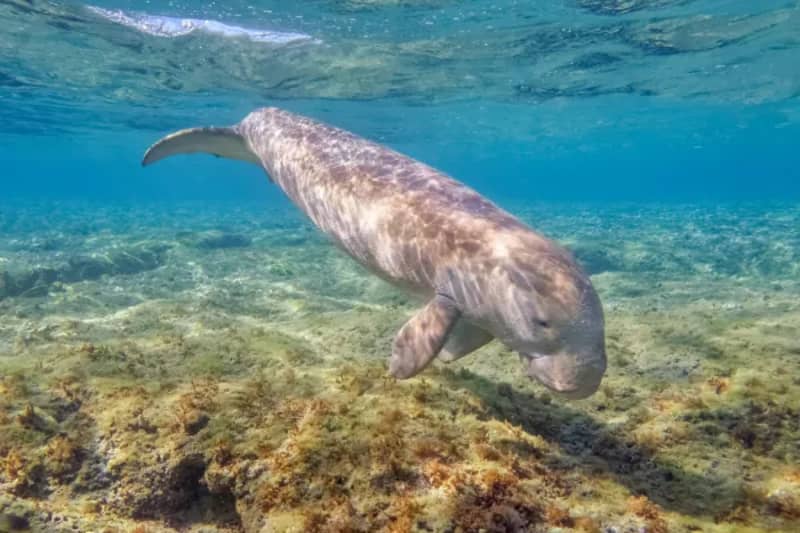 Dugong nageant au-dessus d'un fond sableux en mer Rouge
