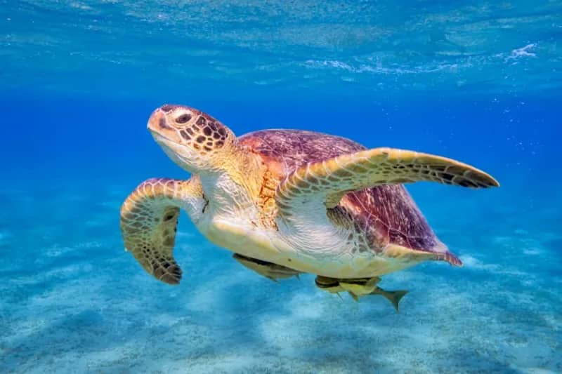 Tortue de mer nageant au-dessus d'un fond sablonneux