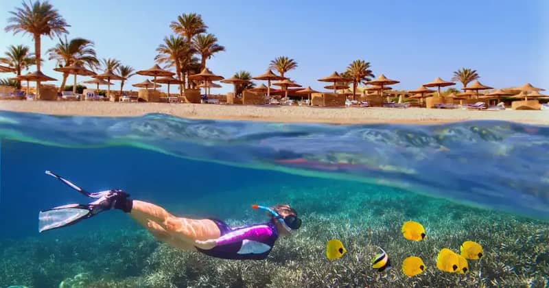 Vista sdoppiata: sotto, un nuotatore con maschera e boccaglio sopra coralli e pesci gialli; sopra, una spiaggia con palme