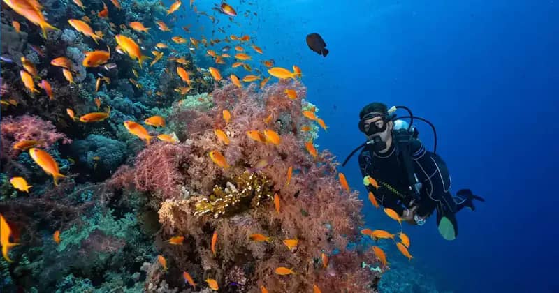 Taucher neben einem Korallenriff mit vielen orangefarbenen Fischen nahe der Straße von Tiran