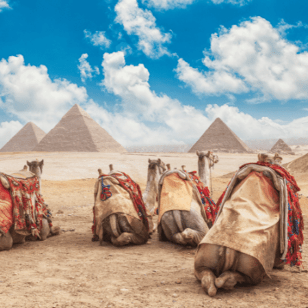 Camels resting in front of the Pyramids of Giza